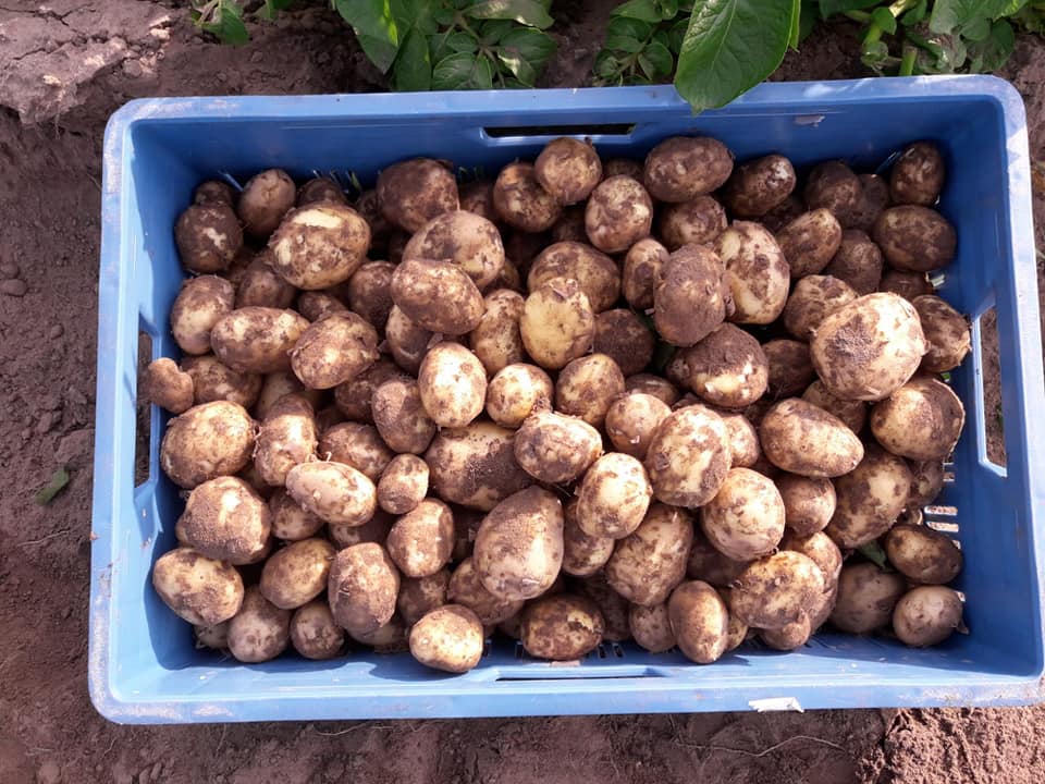 Nieuwe Oogst 2020 Lensink Aardappelen